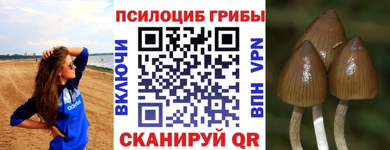купить  цена  Шуя  Псилоцибиновые грибы мухоморы 