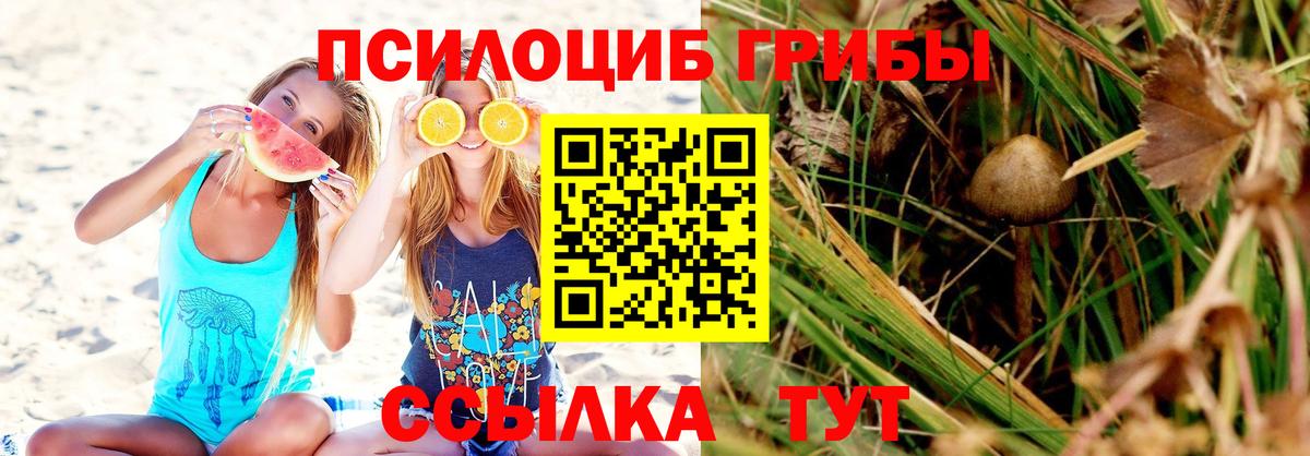 цены наркотик  Вход с VPN  Шуя  Галлюциногенные грибы Psilocybine cubensis 